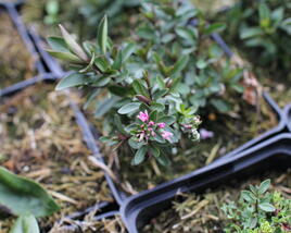 Hebe 'Naughties Bright Pink'
