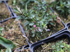 Hebe 'Naughties Bright Pink' - Hebe 'Naughties Bright Pink'