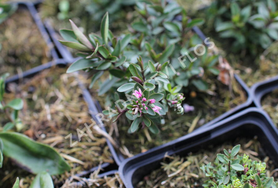 Hebe 'Naughties Bright Pink' - Hebe 'Naughties Bright Pink'