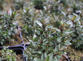 Hebe 'Naughties Bright Pink' - Hebe 'Naughties Bright Pink'