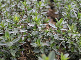 Hebe 'Naughties White Cap' - Hebe 'Naughties White Cap'