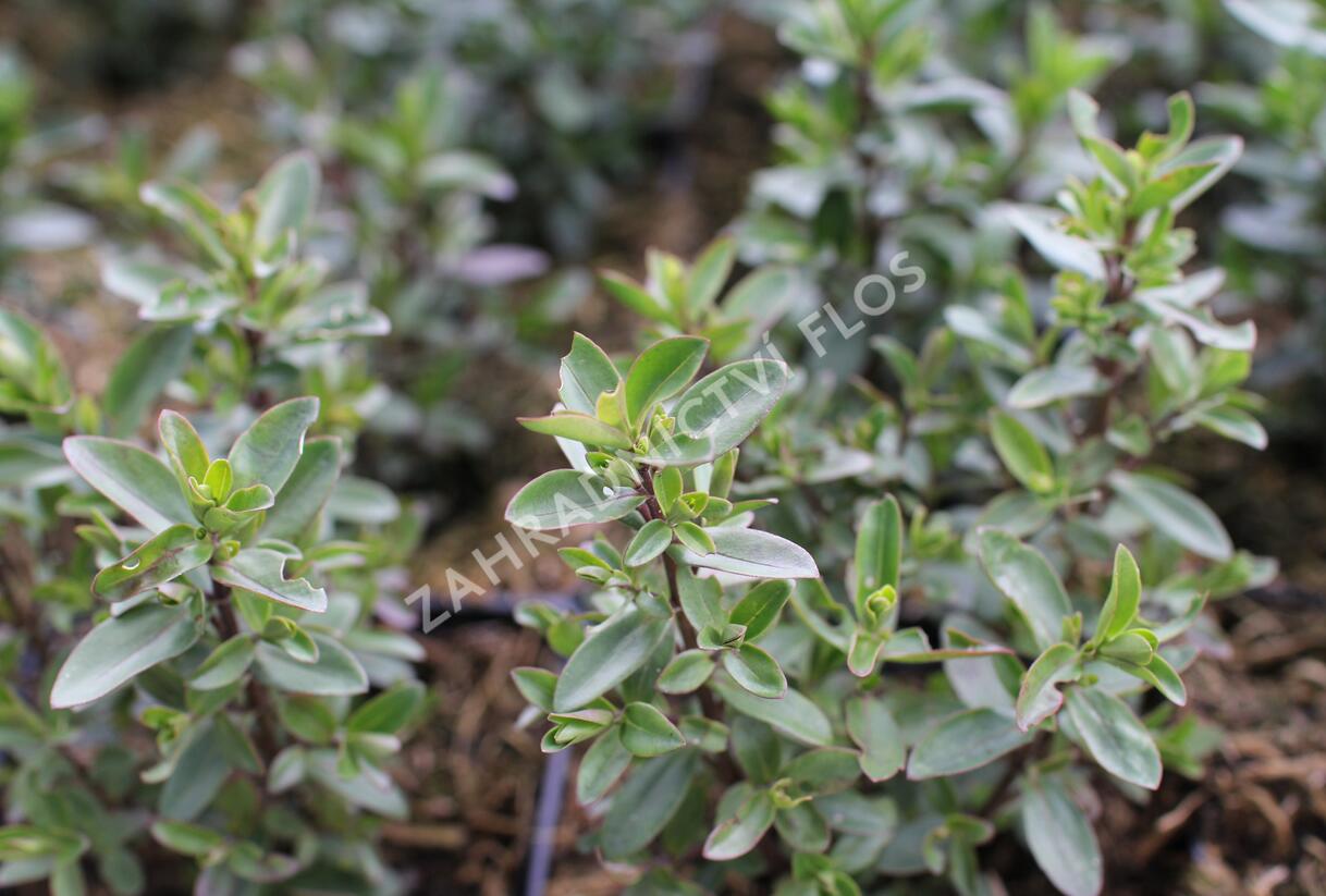 Hebe 'Naughties White Cap' - Hebe 'Naughties White Cap'