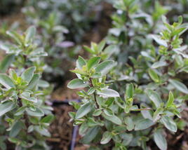 Hebe 'Naughties White Cap'