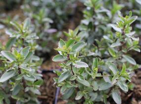 Hebe 'Naughties White Cap' - Hebe 'Naughties White Cap'