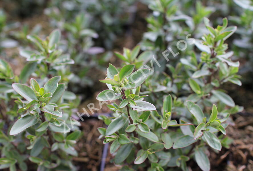 Hebe 'Naughties White Cap' - Hebe 'Naughties White Cap'