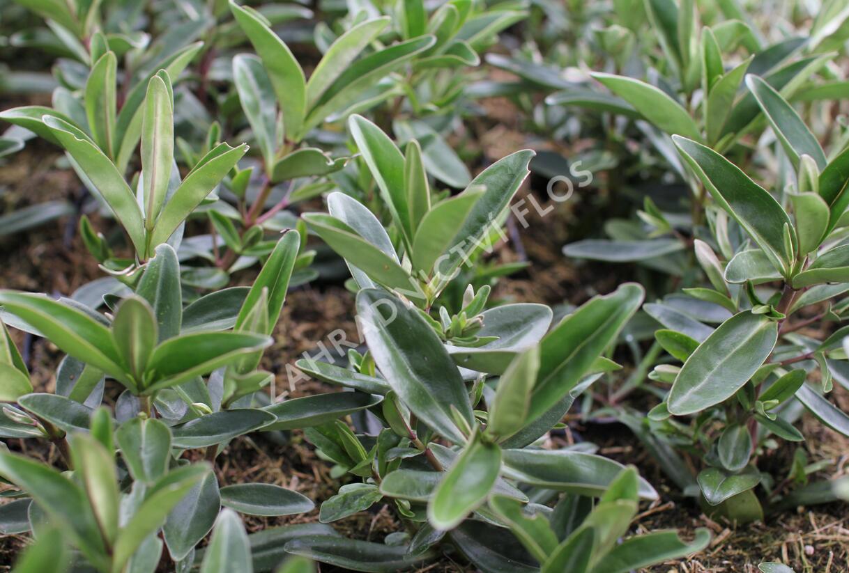 Hebe 'Outdoor Silver Blue' - Hebe 'Outdoor Silver Blue'