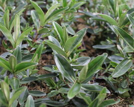 Hebe 'Outdoor Silver Blue'