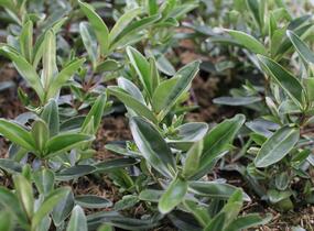 Hebe 'Outdoor Silver Blue' - Hebe 'Outdoor Silver Blue'