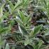 Hebe 'Outdoor Silver Blue'.JPG