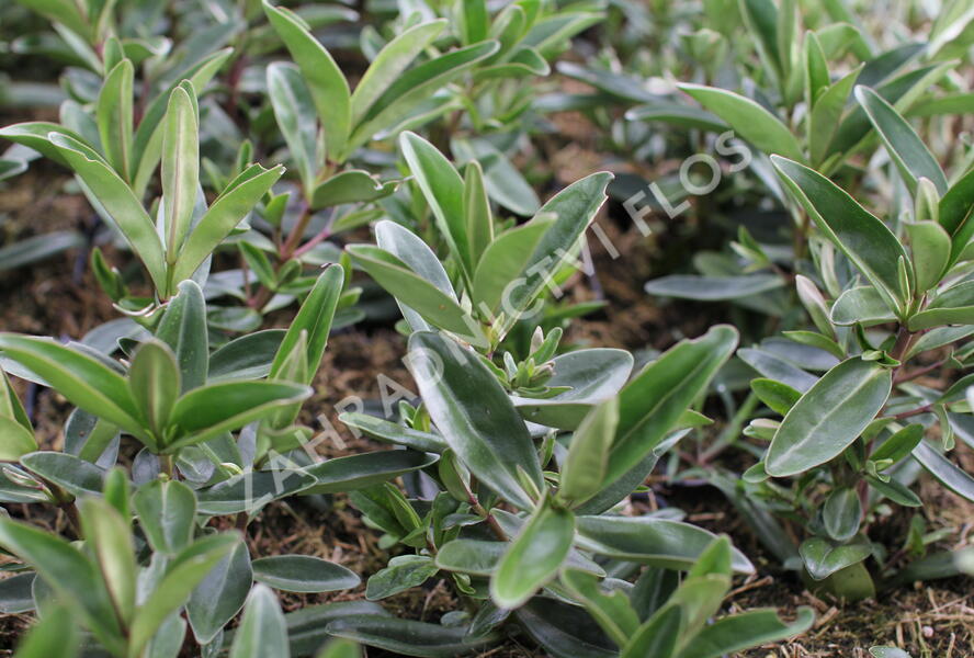 Hebe 'Outdoor Silver Blue' - Hebe 'Outdoor Silver Blue'