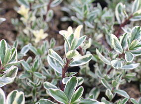 Hebe 'Outdoor Variegata' - Hebe 'Outdoor Variegata'