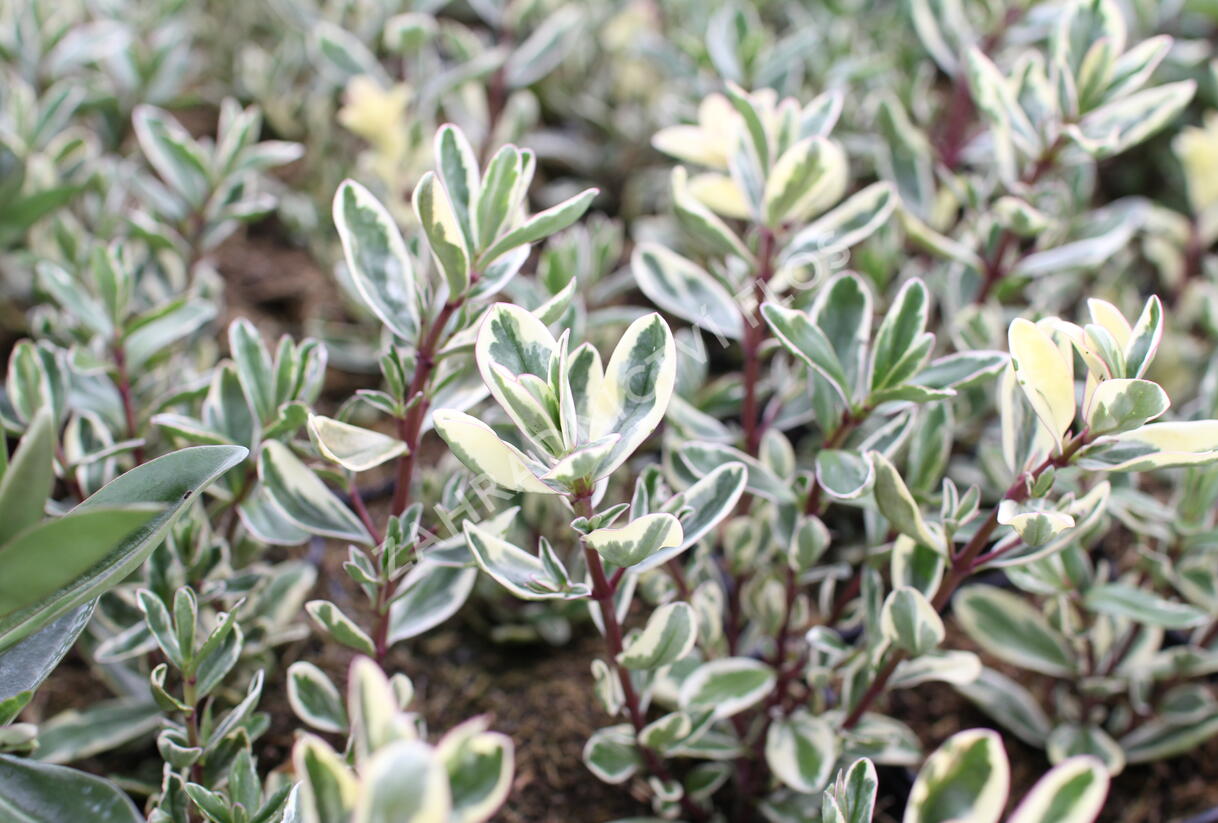 Hebe 'Outdoor Variegata' - Hebe 'Outdoor Variegata'