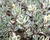 Hebe 'Outdoor Variegata'
