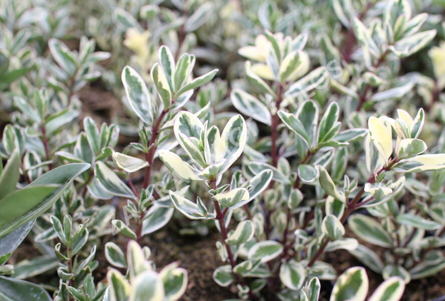 Hebe 'Outdoor Variegata' - Hebe 'Outdoor Variegata'