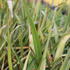 Phormium tenax_1.JPG