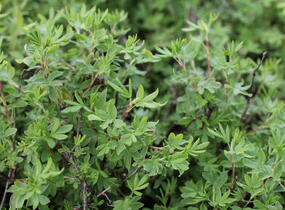 Mochna křovitá 'Snowflake' - Potentilla fruticosa 'Snowflake'