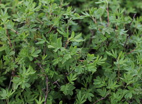 Mochna křovitá 'Snowflake' - Potentilla fruticosa 'Snowflake'