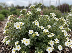 Mochna křovitá 'Snowflake' - Potentilla fruticosa 'Snowflake'