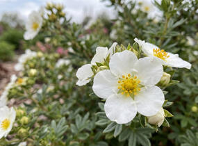 Mochna křovitá 'Snowflake' - Potentilla fruticosa 'Snowflake'