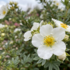 Potentilla fruticosa 'Snowflake'.png