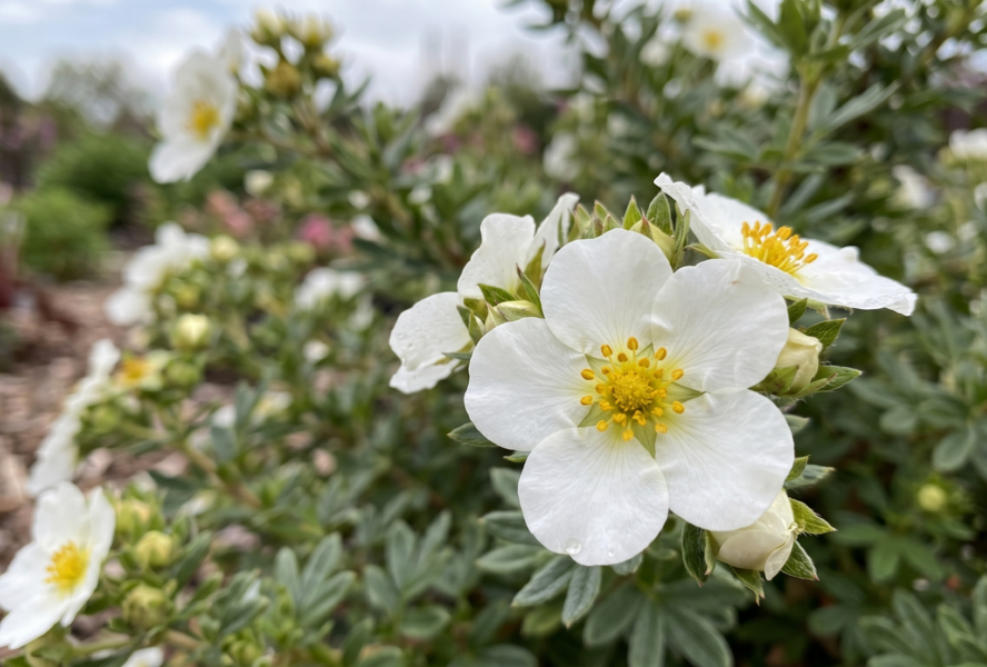 Mochna křovitá 'Snowflake' - Potentilla fruticosa 'Snowflake'