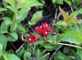 Vajgélie květnatá 'Cherry Love' - Weigela florida 'Cherry Love'