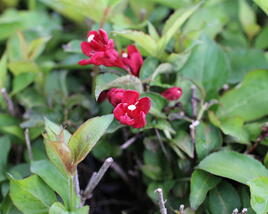 Vajgélie květnatá 'Cherry Love'