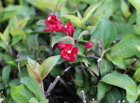 Vajgélie květnatá 'Cherry Love' - Weigela florida 'Cherry Love'