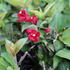 Weigela florida 'Cherry Love'.JPG