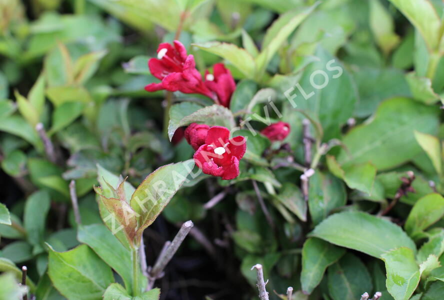 Vajgélie květnatá 'Cherry Love' - Weigela florida 'Cherry Love'