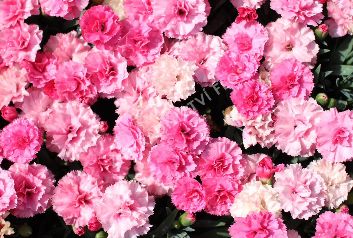 Hvozdík karafiát 'I Love-U' - Dianthus caryophyllus 'I Love-U'