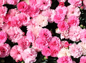 Hvozdík karafiát 'I Love-U' - Dianthus caryophyllus 'I Love-U'
