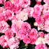 Dianthus caryophyllus 'I Love-U'_1.JPG