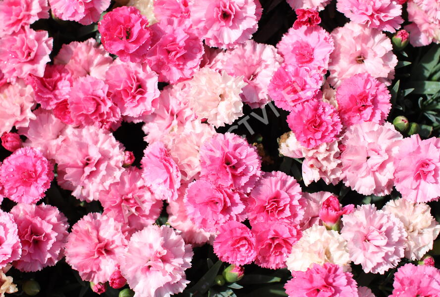 Hvozdík karafiát 'I Love-U' - Dianthus caryophyllus 'I Love-U'