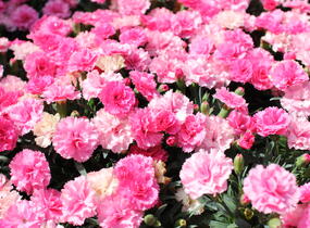 Hvozdík karafiát 'I Love-U' - Dianthus caryophyllus 'I Love-U'