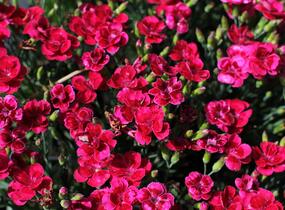 Hvozdík karafiát 'BFF Red Passion' - Dianthus caryophyllus 'BFF Red Passion'