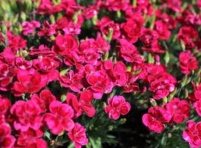 Hvozdík karafiát 'BFF Red Passion' - Dianthus caryophyllus 'BFF Red Passion'