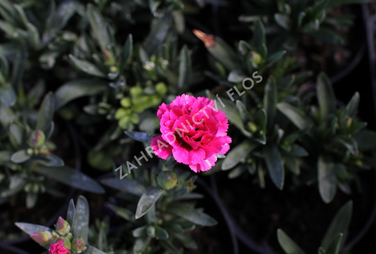 Hvozdík karafiát 'Oscar Cherry' - Dianthus caryophyllus 'Oscar Cherry'