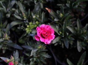 Hvozdík karafiát 'Oscar Cherry' - Dianthus caryophyllus 'Oscar Cherry'