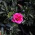 Dianthus caryophyllus 'Oscar Cherry'.JPG