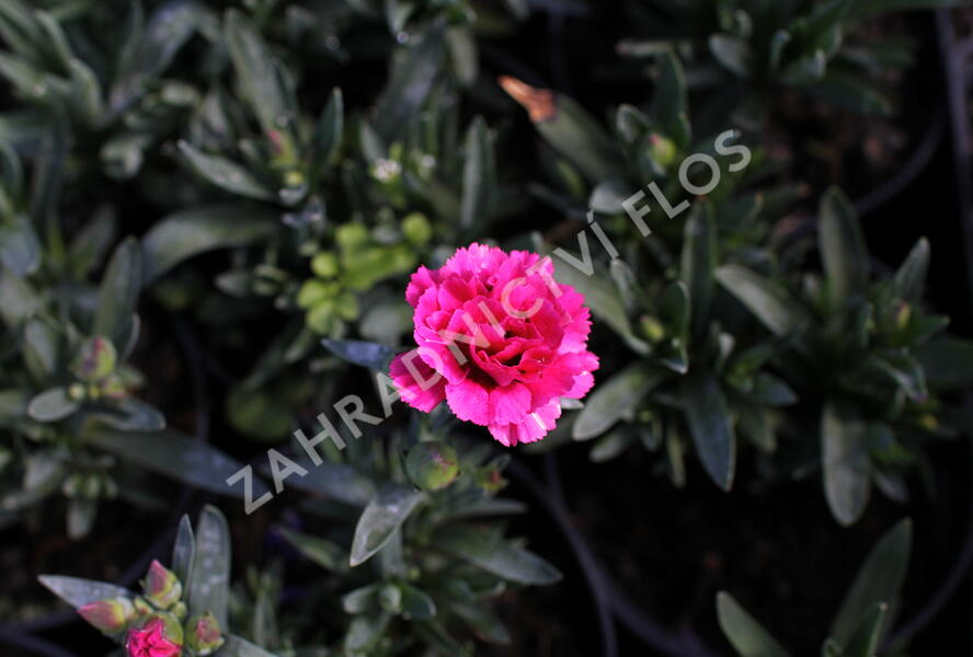 Hvozdík karafiát 'Oscar Cherry' - Dianthus caryophyllus 'Oscar Cherry'