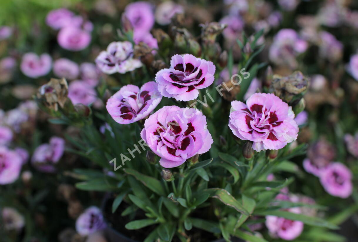 Hvozdík karafiát 'Sw.P. Pink Burgundy Eye' - Dianthus caryophyllus 'Sw.P. Pink Burgundy Eye'