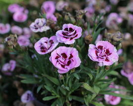 Hvozdík karafiát 'Sw.P. Pink Burgundy Eye'