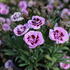 Dianthus caryophyllus 'Sw.P. Pink Burgundy Eye'.JPG