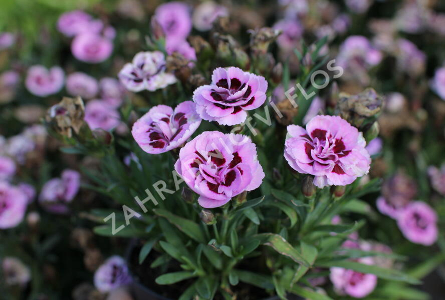 Hvozdík karafiát 'Sw.P. Pink Burgundy Eye' - Dianthus caryophyllus 'Sw.P. Pink Burgundy Eye'