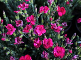 Hvozdík karafiát 'BFF Scarlet Passion' - Dianthus caryophyllus 'BFF Scarlet Passion'