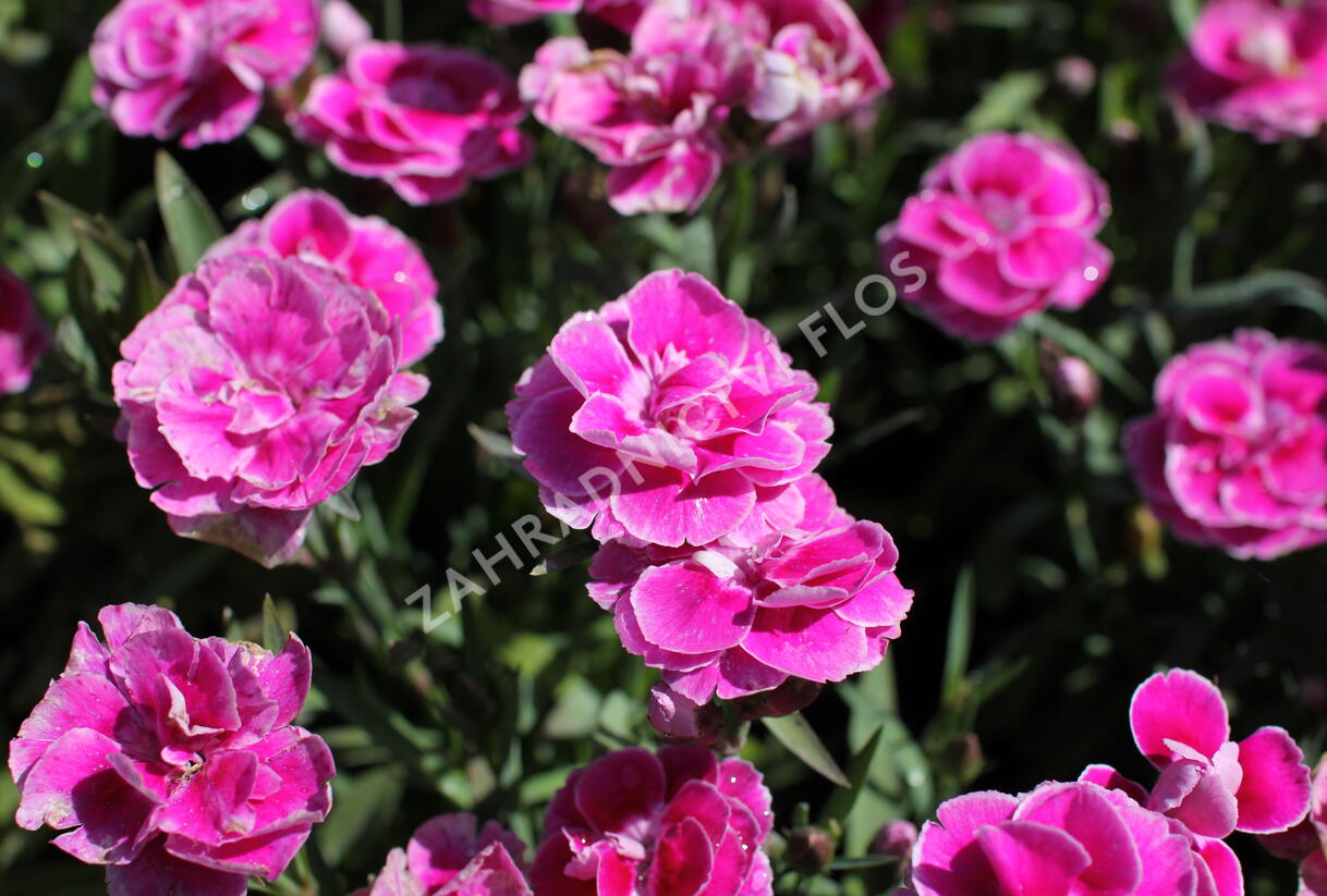 Hvozdík karafiát 'Capitan Aura' - Dianthus caryophyllus 'Capitan Aura'