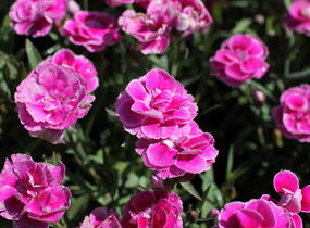 Hvozdík karafiát 'Capitan Aura' - Dianthus caryophyllus 'Capitan Aura'