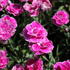 Dianthus caryophyllus 'Capitan Aura'_1.JPG