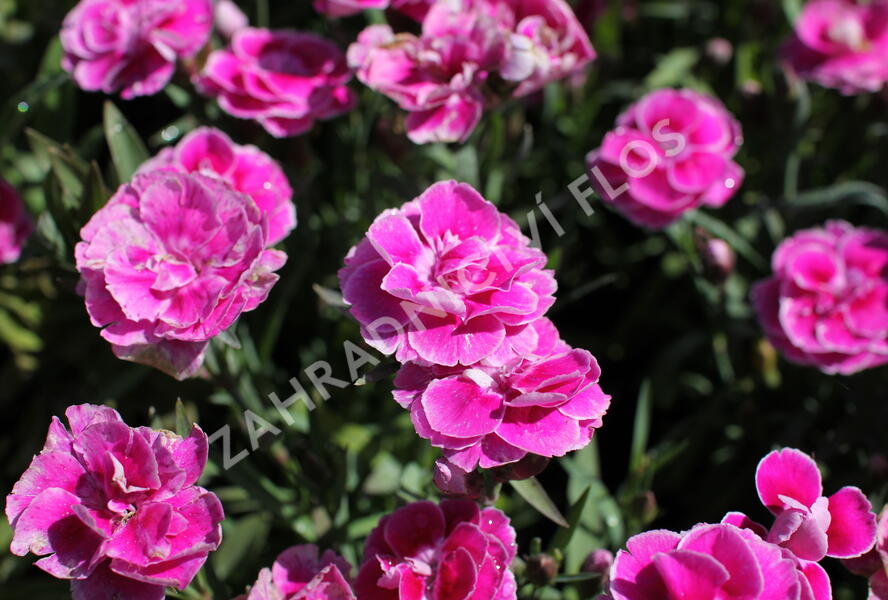 Hvozdík karafiát 'Capitan Aura' - Dianthus caryophyllus 'Capitan Aura'